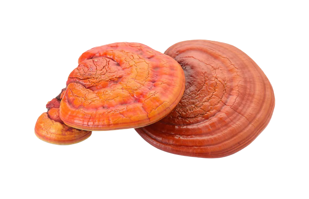 image-removebg-preview_3.png__PID:45f61177-4677-4d0d-bd2e-0904b5639483