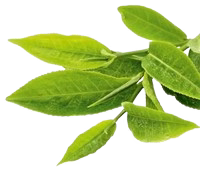 image-removebg-preview_35.png__PID:dd0ecd54-8a71-44b6-ae66-4e794792edf0